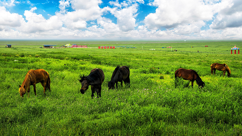 Grassland in Inner Mongolia