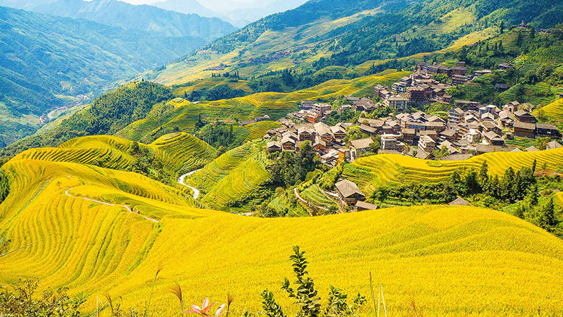 Longji Terraced Fields in Autumn,Guilin