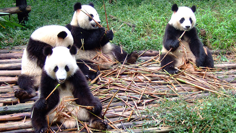 Pandas are having their meals at the giant panda research center.