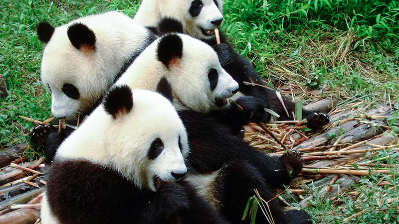 Giant Panda Breeding Center