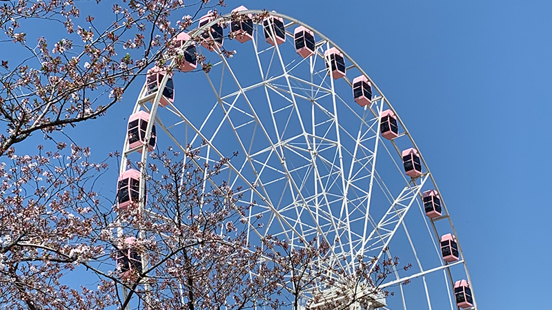 Sakura in Gucun Park in early spring