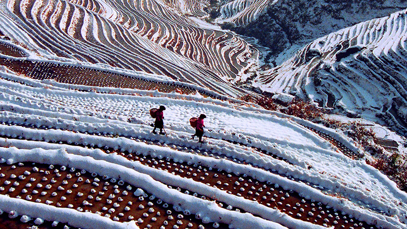 The snow secnery of Longji terraces fields