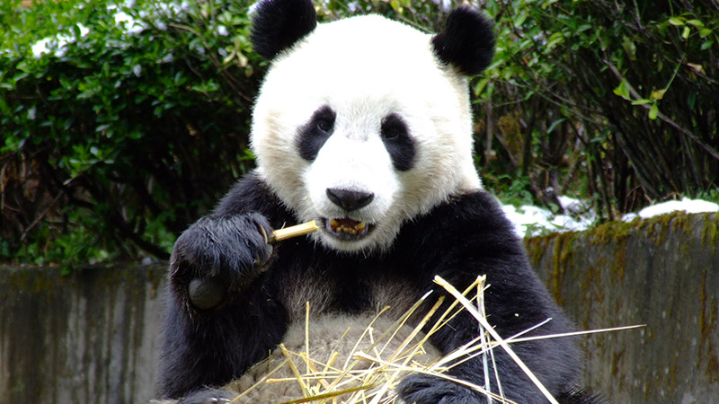 Giant panda in Chengdu Breeding Center