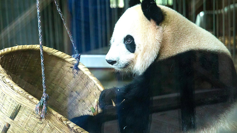 Giant Panda Playing Basket
