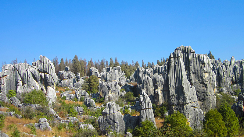 Stone Forest