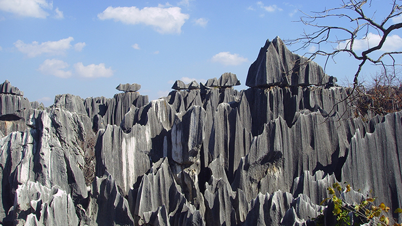 Stone Forest