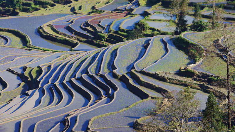 Yuanyang Rice Terraces